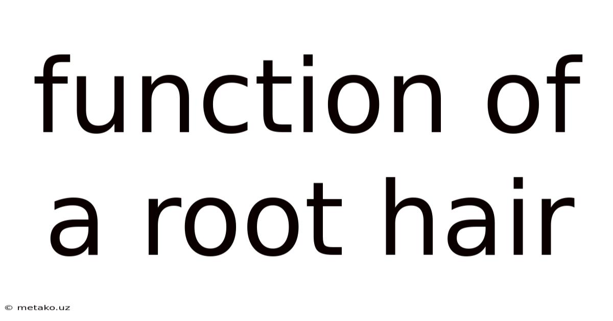 Function Of A Root Hair