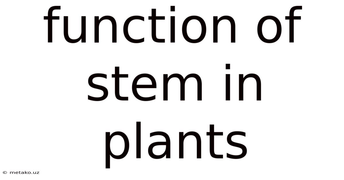 Function Of Stem In Plants