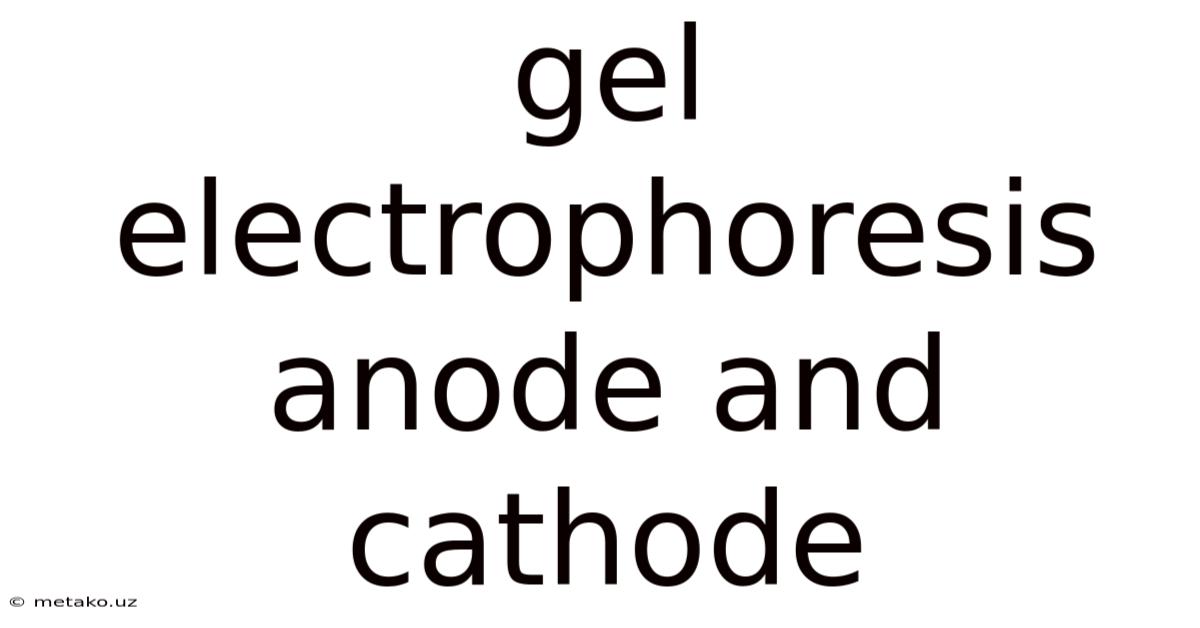 Gel Electrophoresis Anode And Cathode