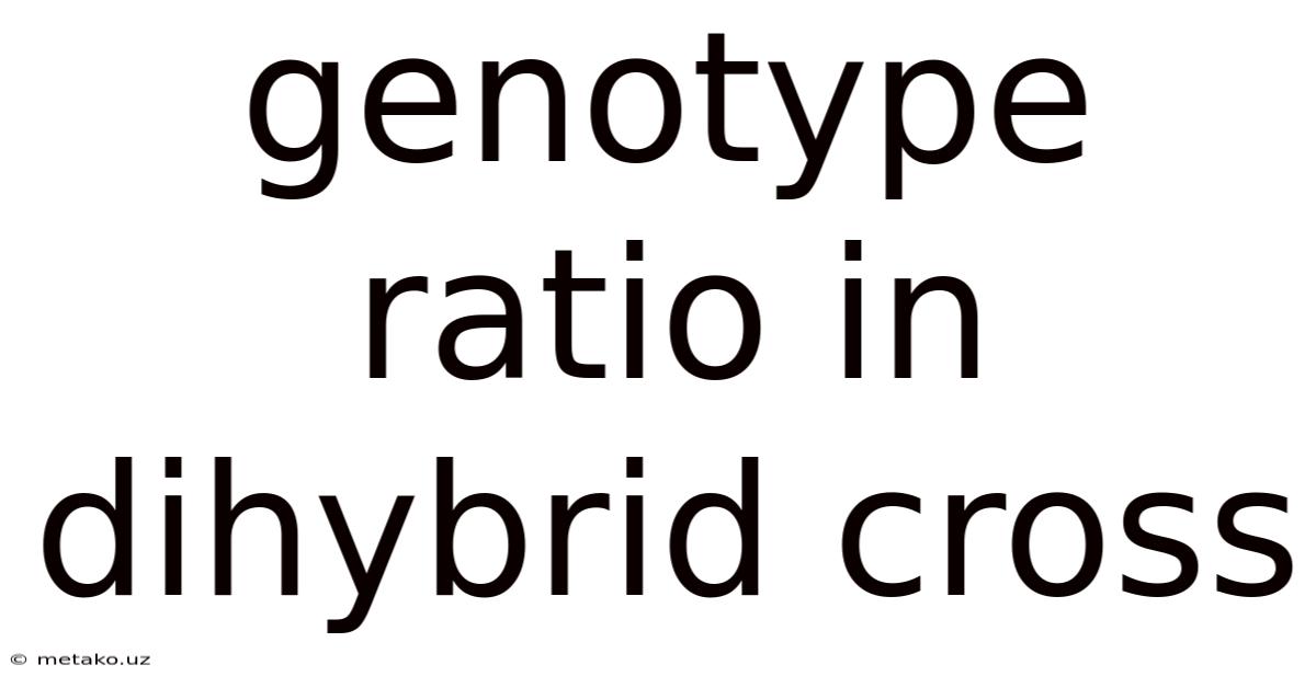Genotype Ratio In Dihybrid Cross