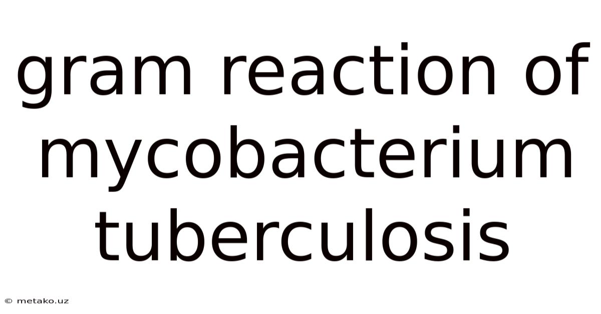 Gram Reaction Of Mycobacterium Tuberculosis