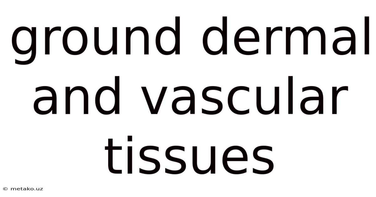 Ground Dermal And Vascular Tissues