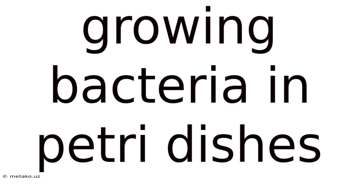 Growing Bacteria In Petri Dishes