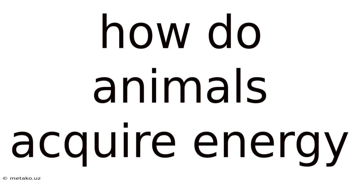 How Do Animals Acquire Energy