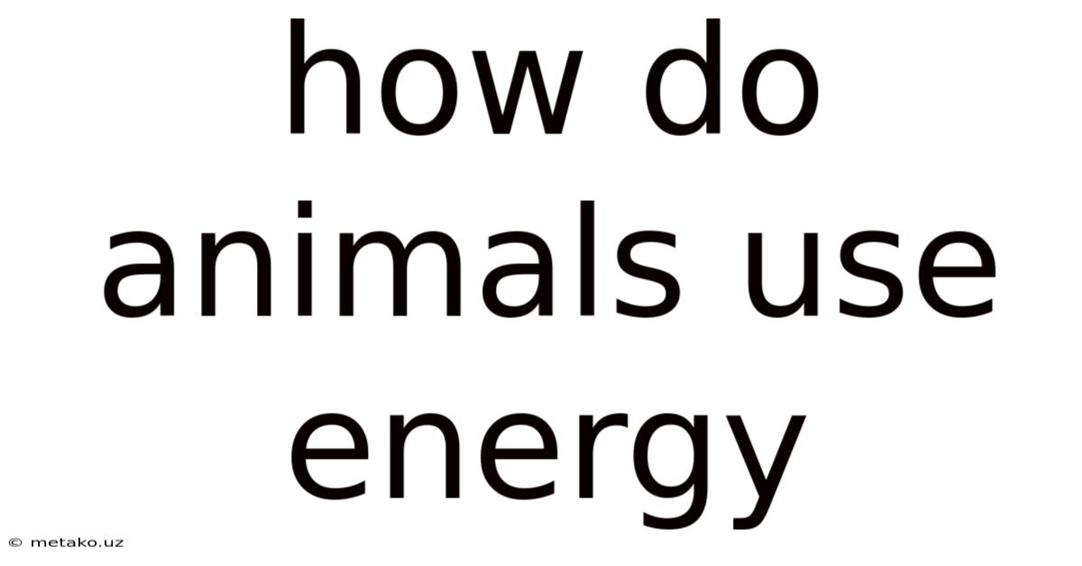 How Do Animals Use Energy