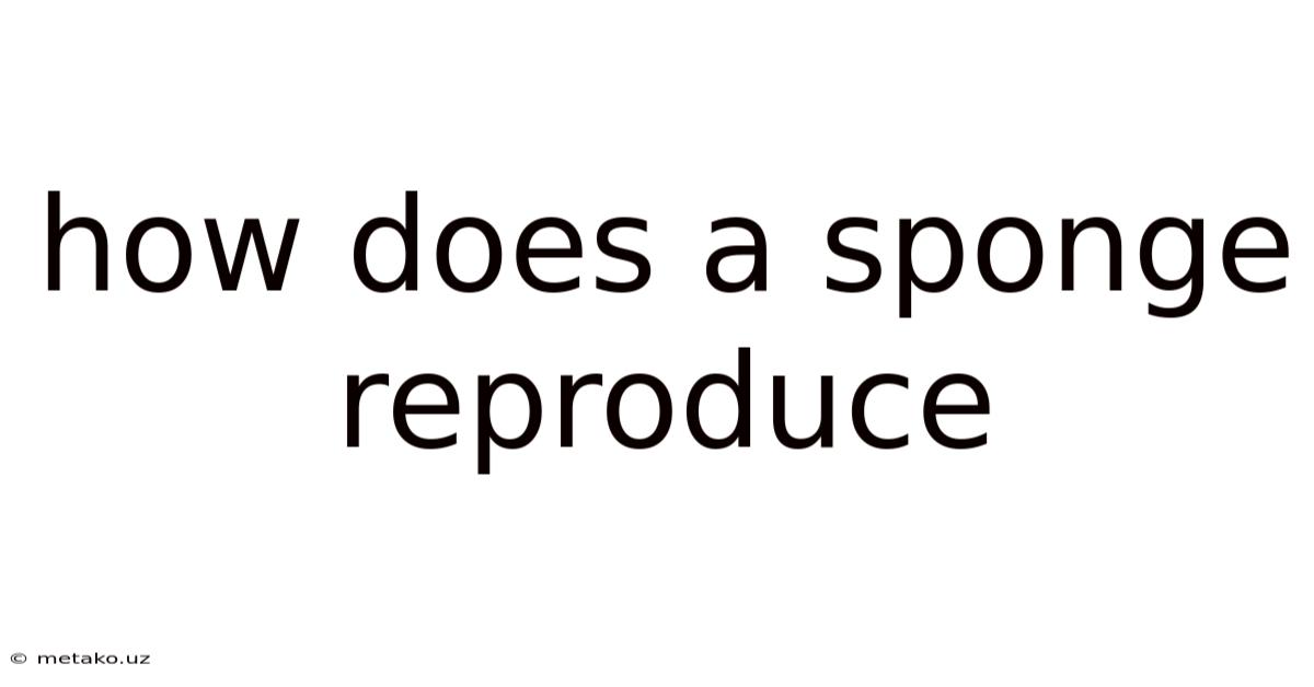 How Does A Sponge Reproduce