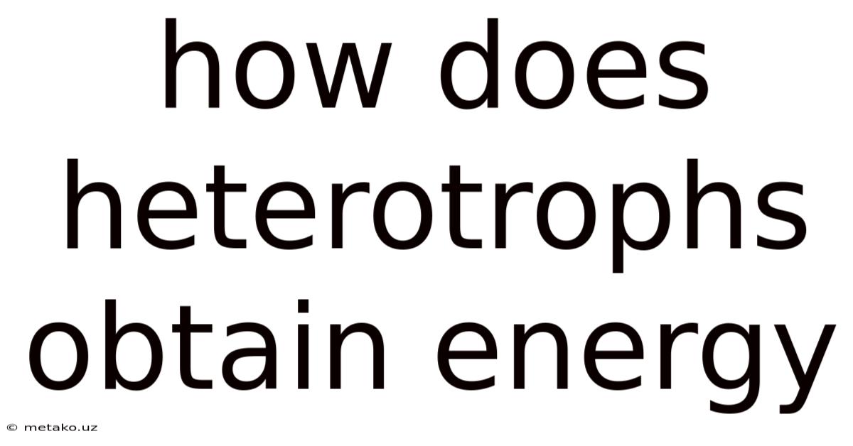 How Does Heterotrophs Obtain Energy