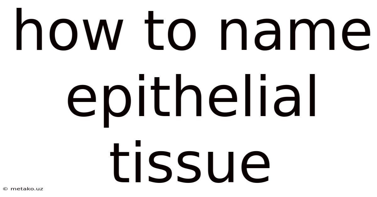 How To Name Epithelial Tissue