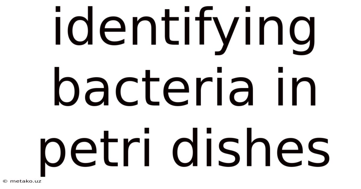 Identifying Bacteria In Petri Dishes