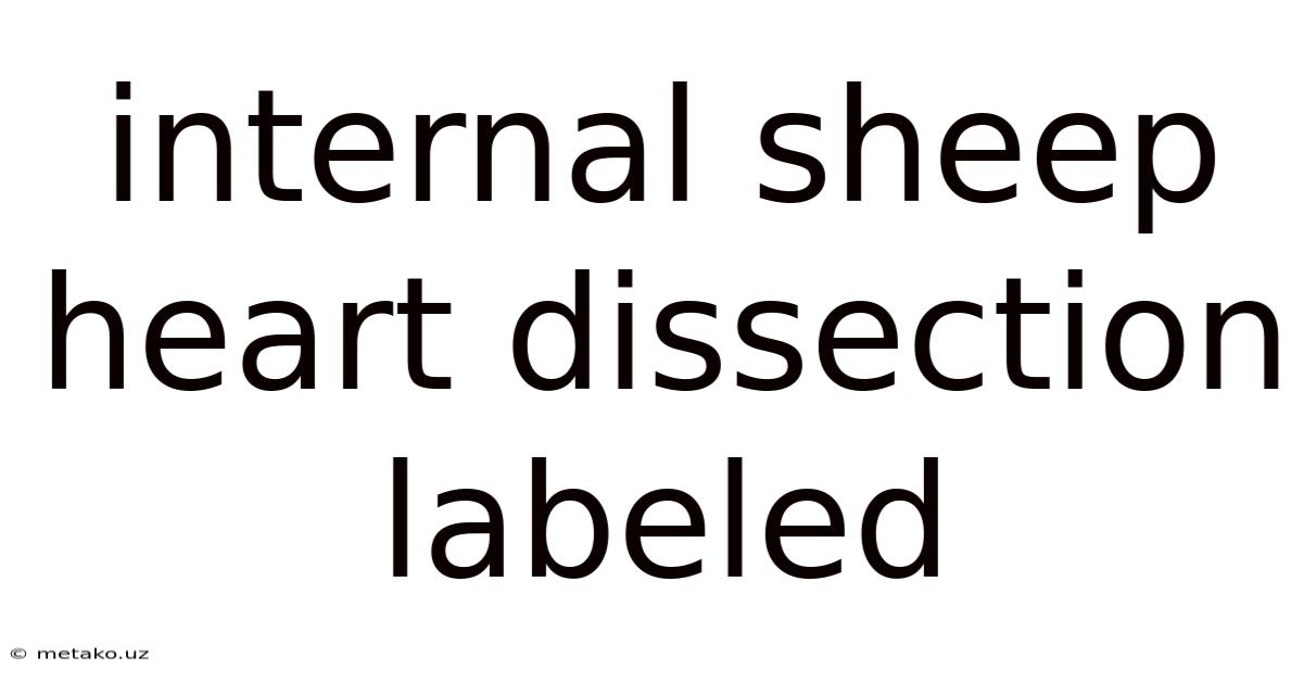 Internal Sheep Heart Dissection Labeled