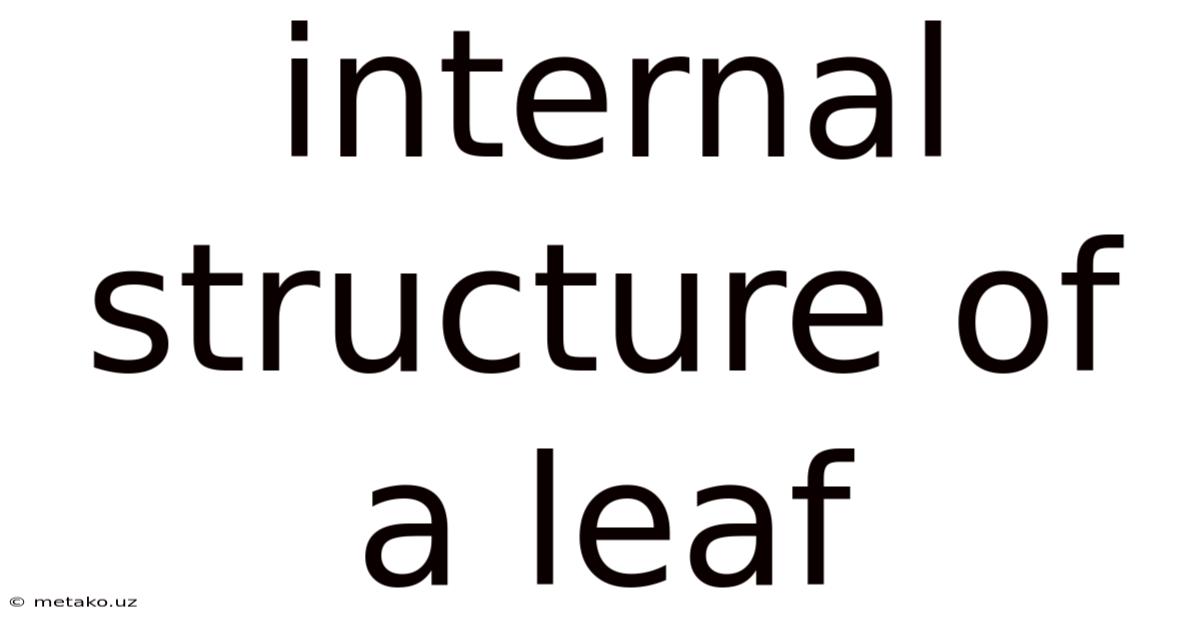 Internal Structure Of A Leaf