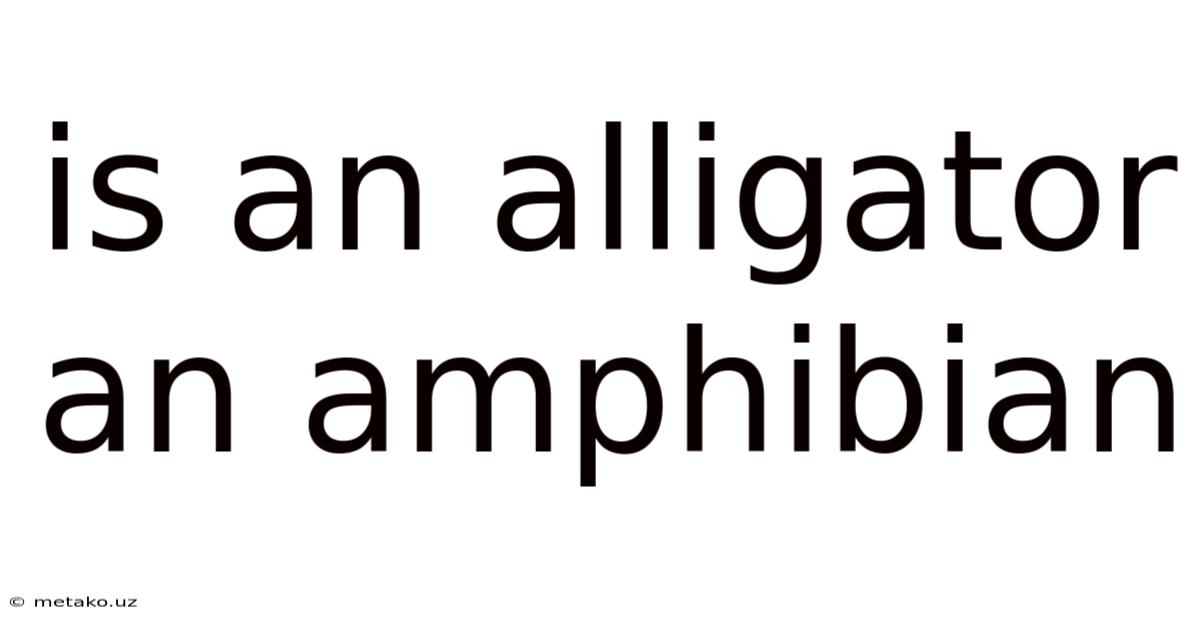 Is An Alligator An Amphibian