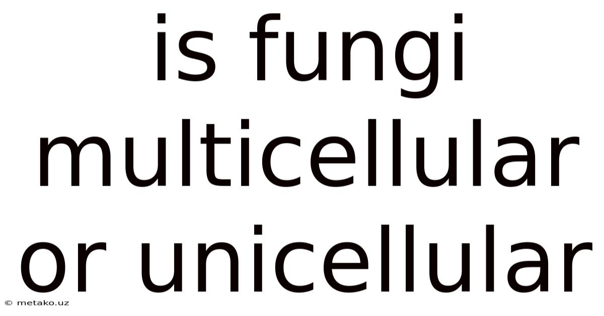 Is Fungi Multicellular Or Unicellular