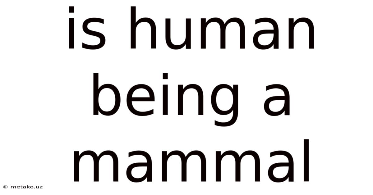 Is Human Being A Mammal