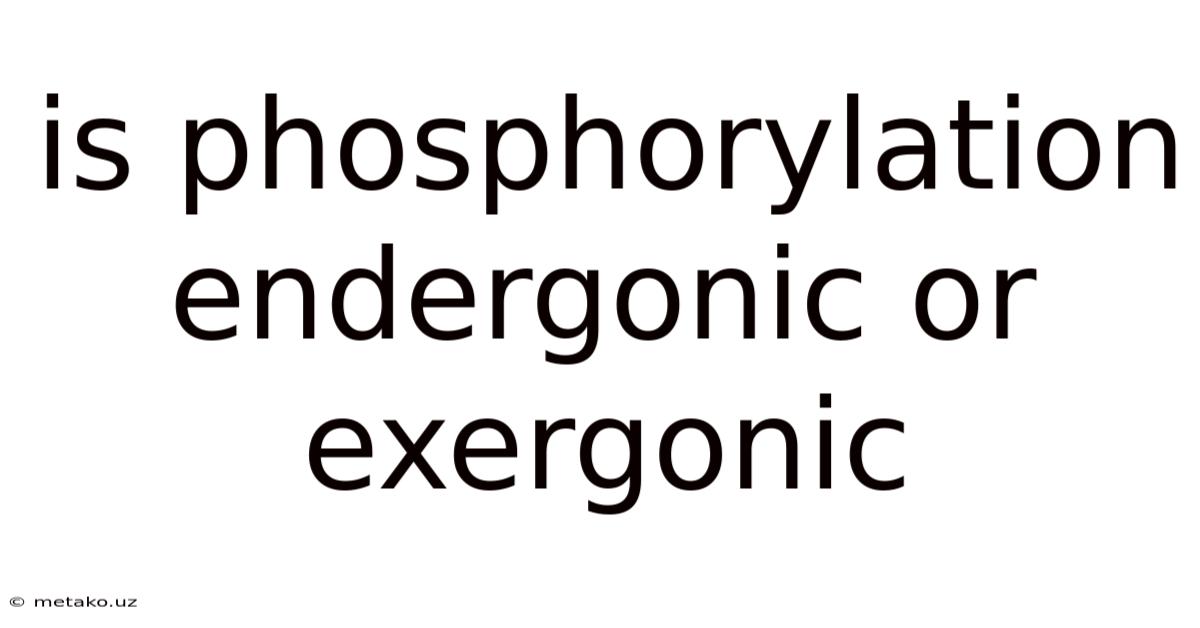 Is Phosphorylation Endergonic Or Exergonic