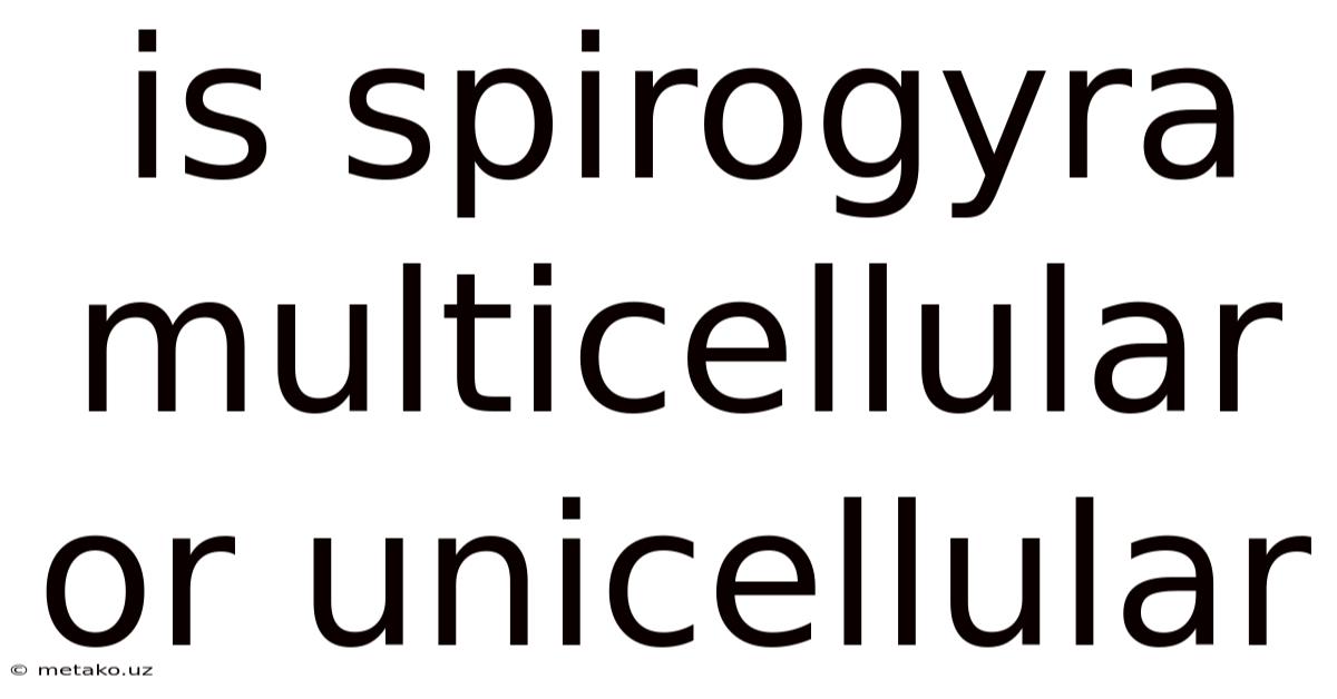 Is Spirogyra Multicellular Or Unicellular