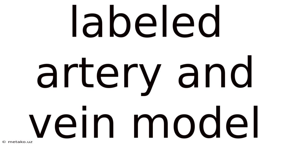 Labeled Artery And Vein Model