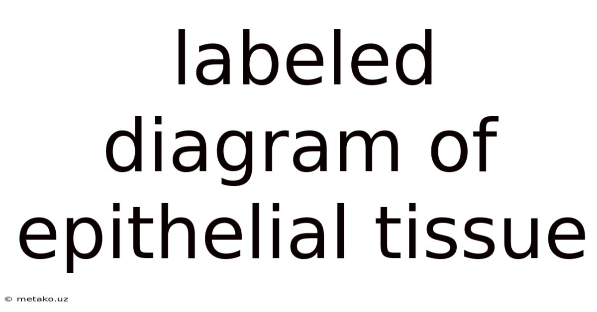 Labeled Diagram Of Epithelial Tissue