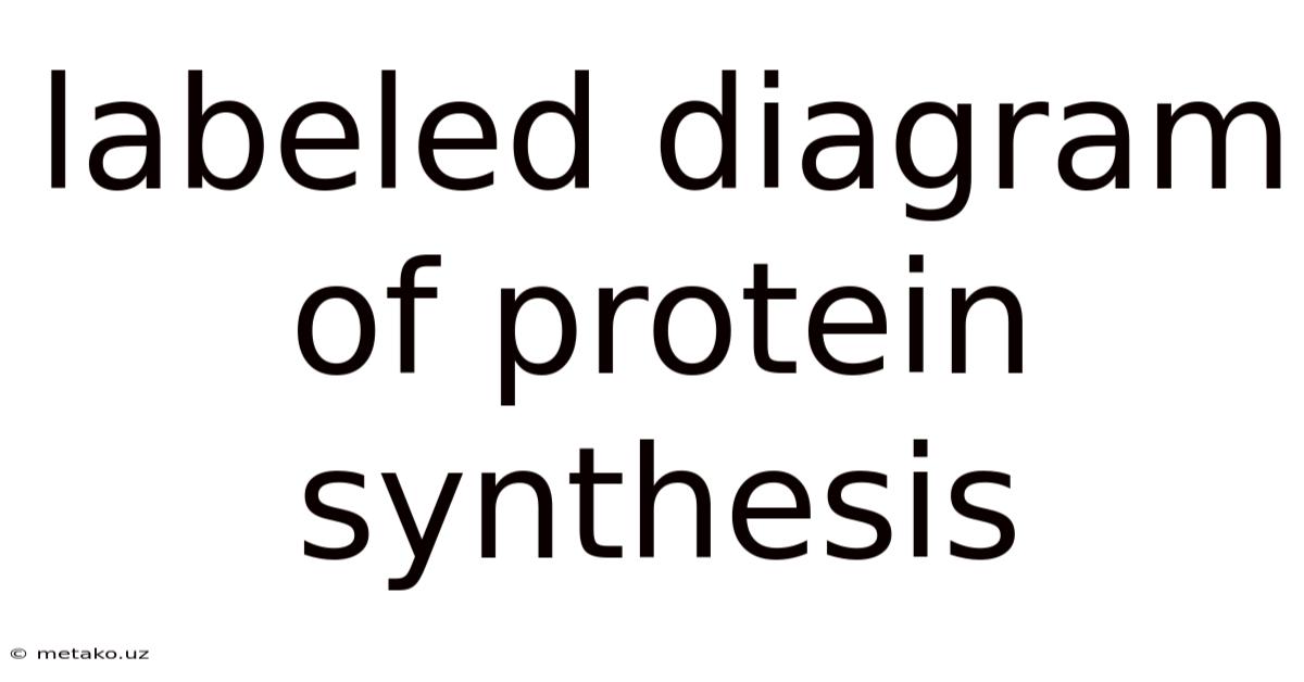 Labeled Diagram Of Protein Synthesis