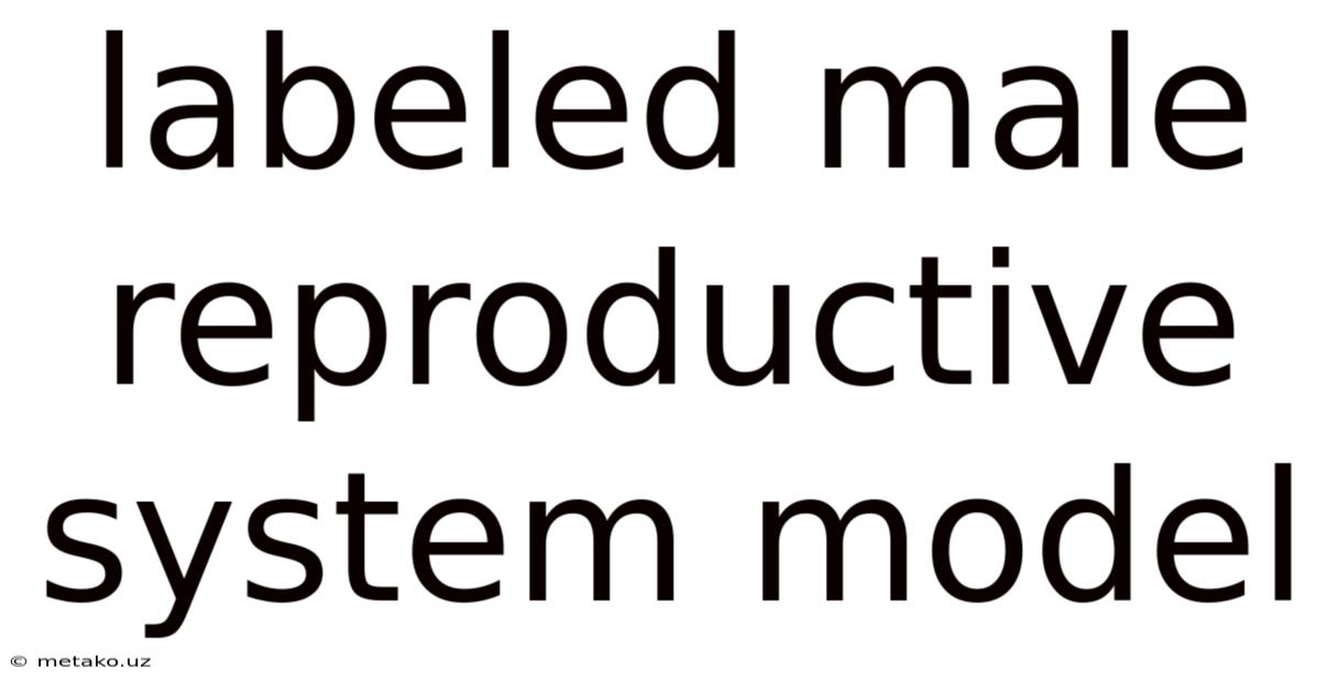 Labeled Male Reproductive System Model