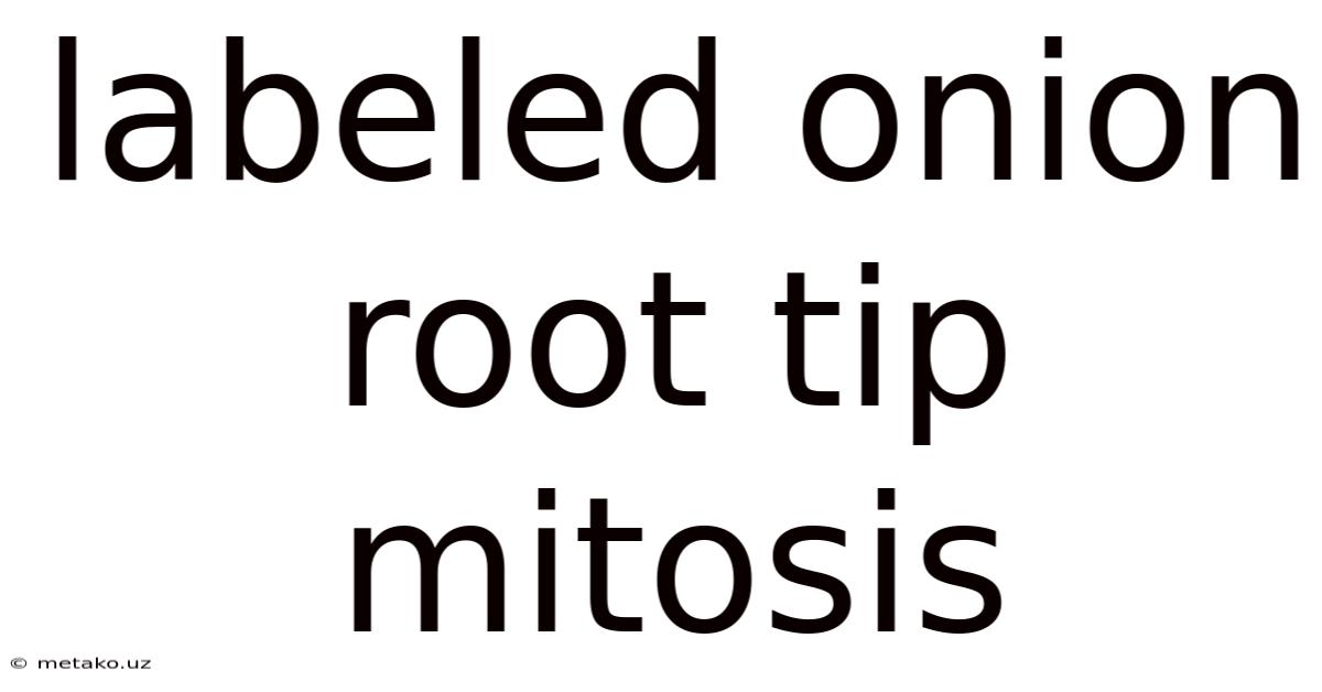 Labeled Onion Root Tip Mitosis