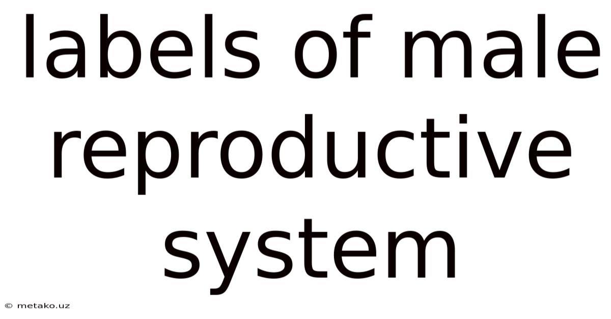 Labels Of Male Reproductive System