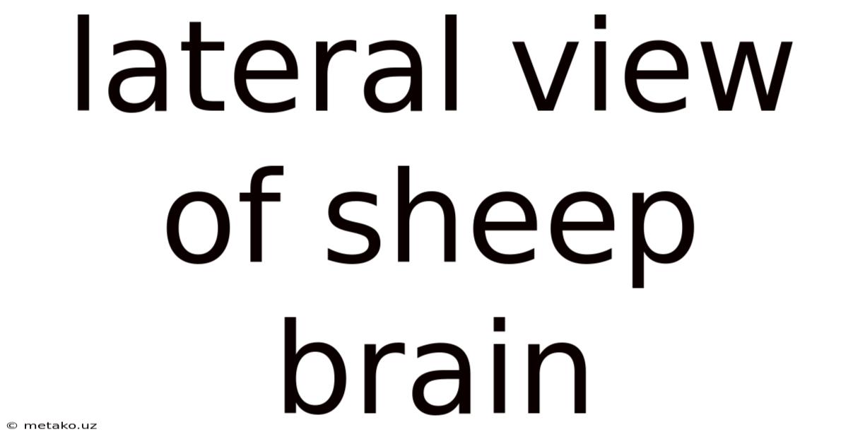Lateral View Of Sheep Brain