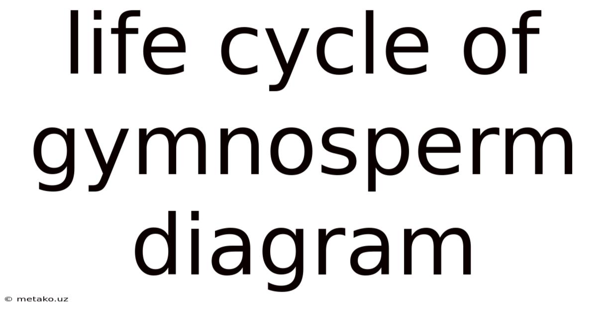 Life Cycle Of Gymnosperm Diagram