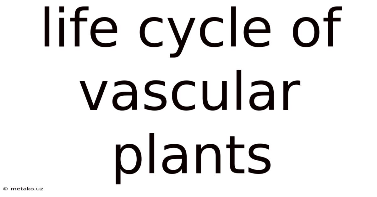 Life Cycle Of Vascular Plants