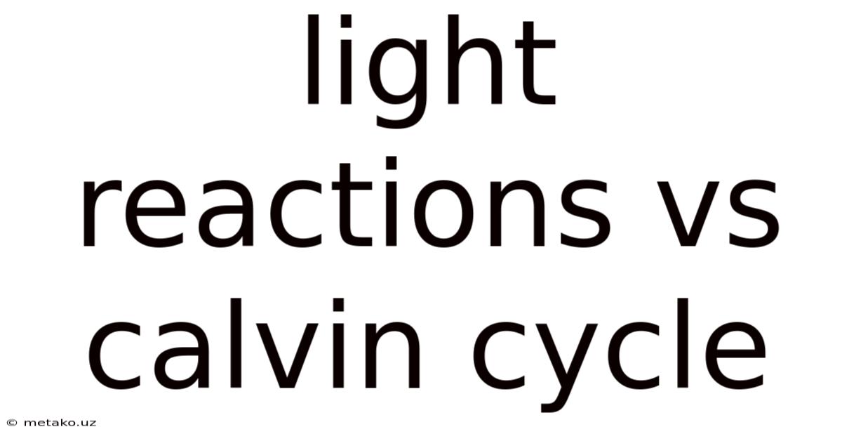 Light Reactions Vs Calvin Cycle