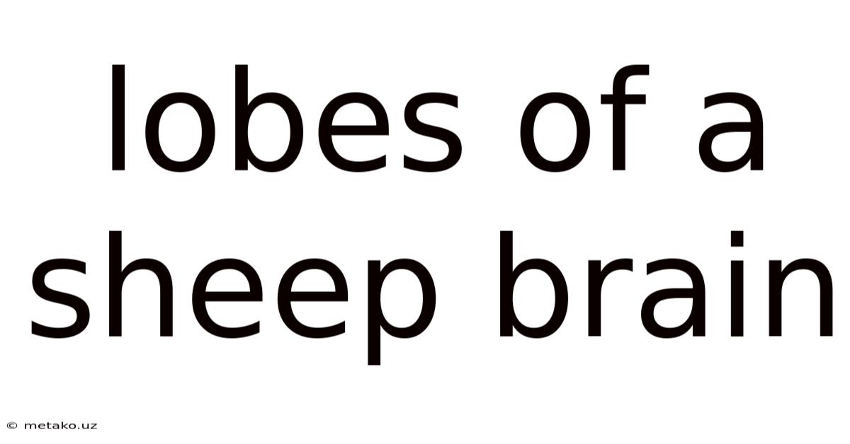 Lobes Of A Sheep Brain