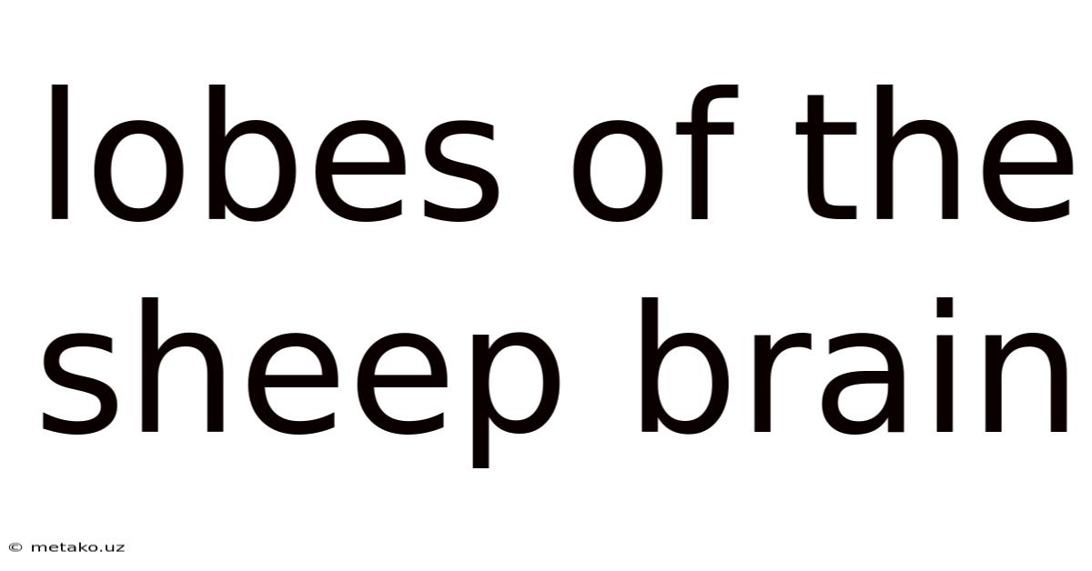 Lobes Of The Sheep Brain
