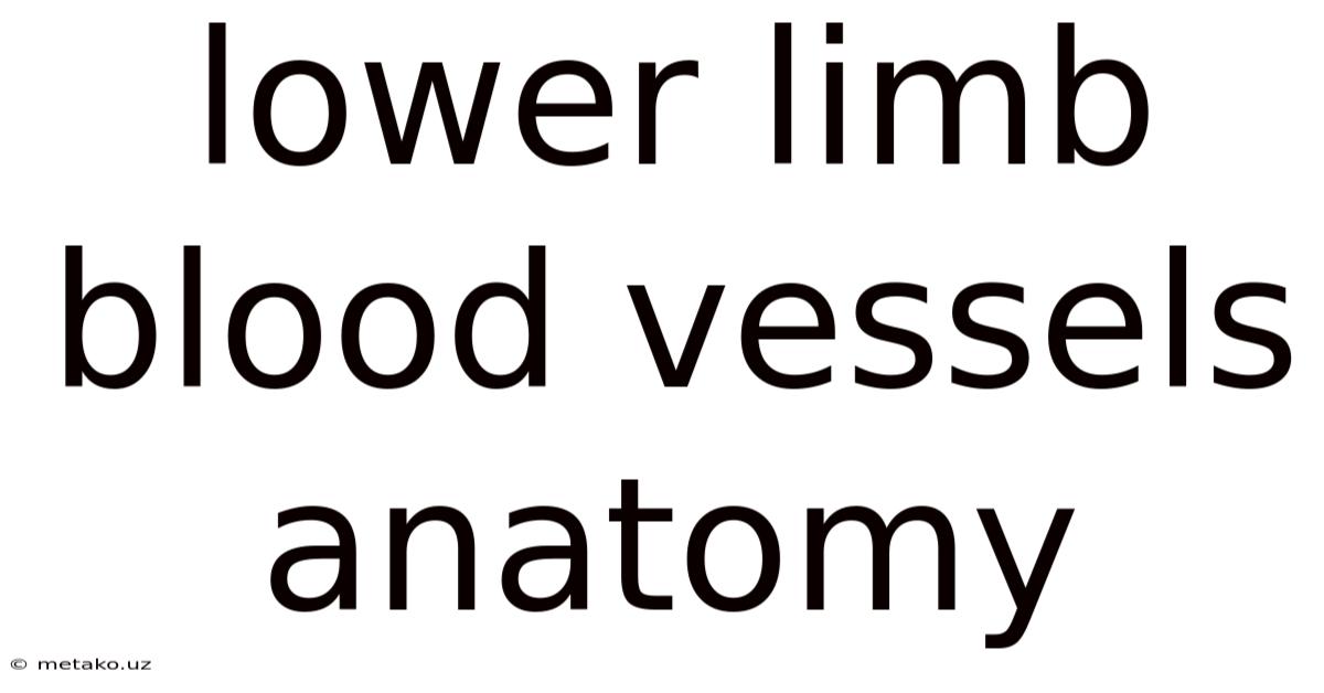 Lower Limb Blood Vessels Anatomy