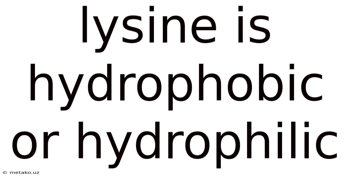 Lysine Is Hydrophobic Or Hydrophilic