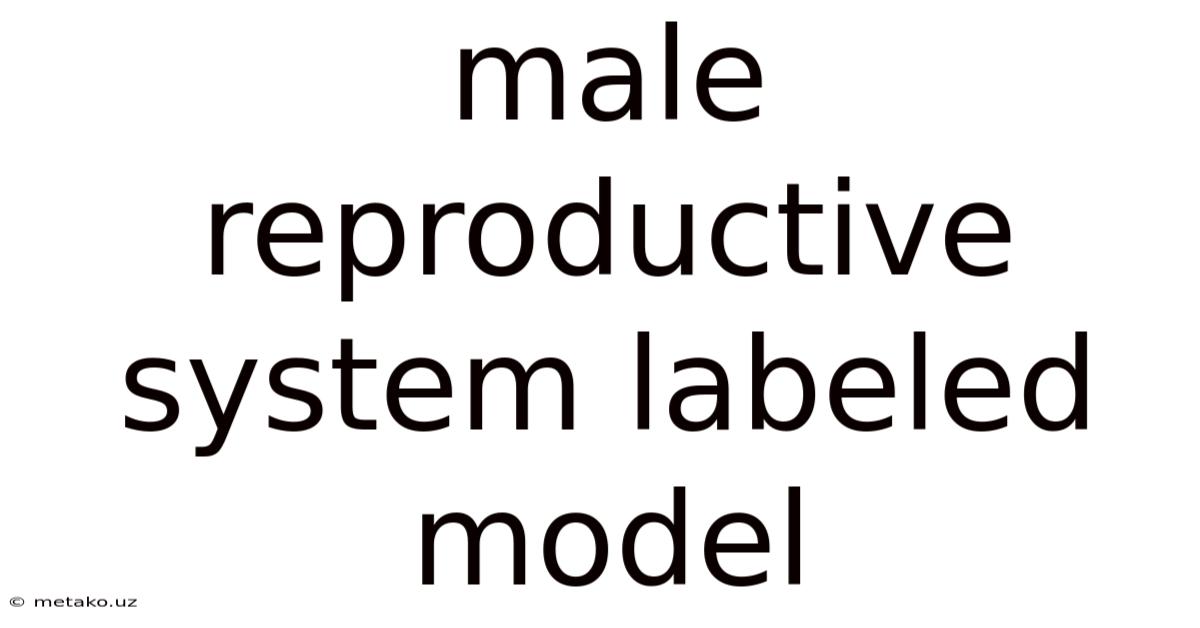 Male Reproductive System Labeled Model