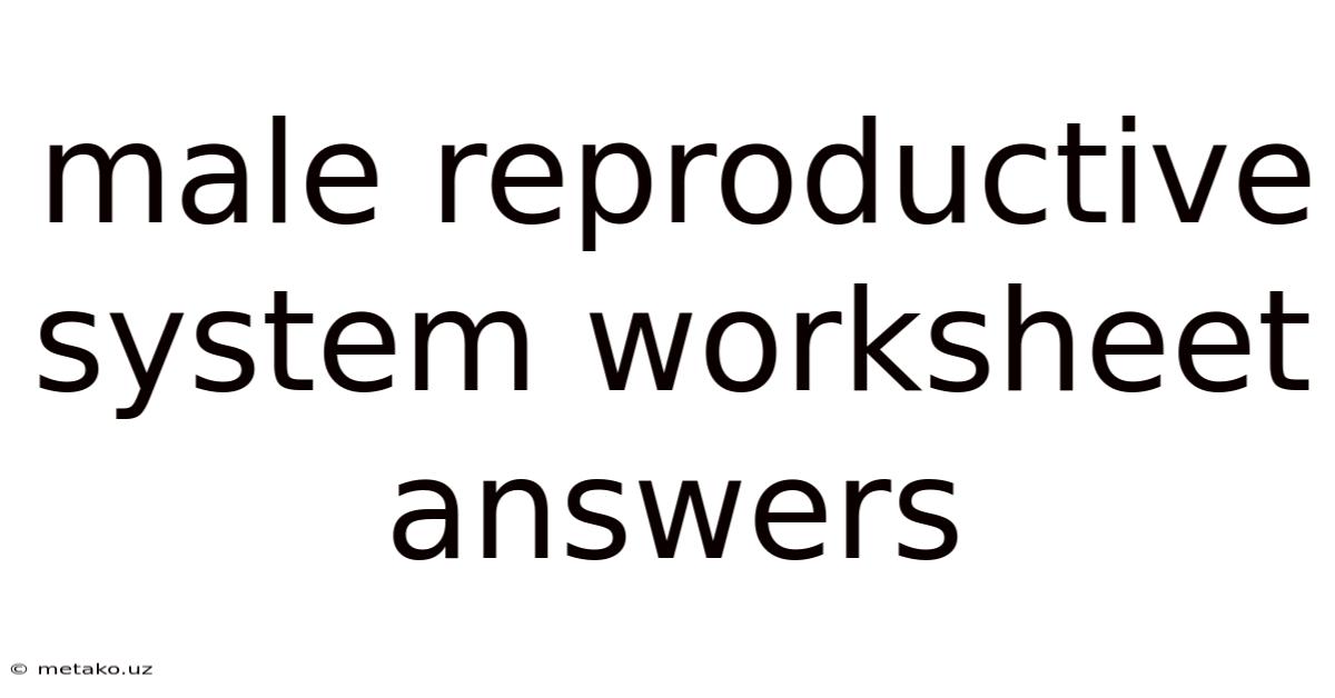 Male Reproductive System Worksheet Answers