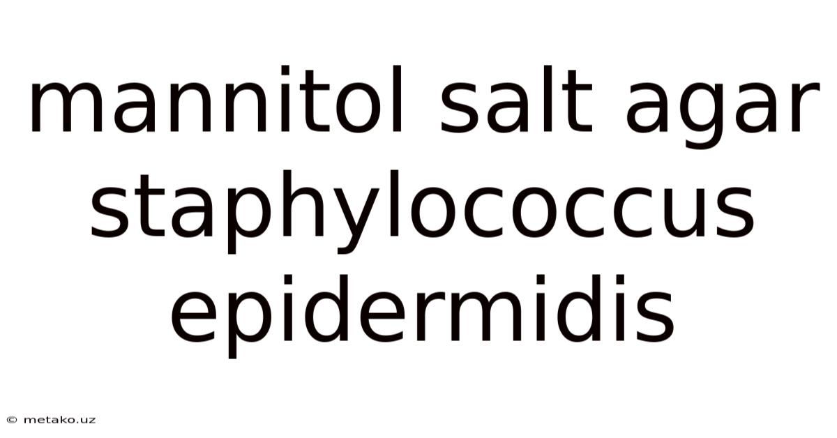 Mannitol Salt Agar Staphylococcus Epidermidis
