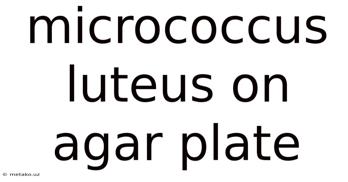 Micrococcus Luteus On Agar Plate
