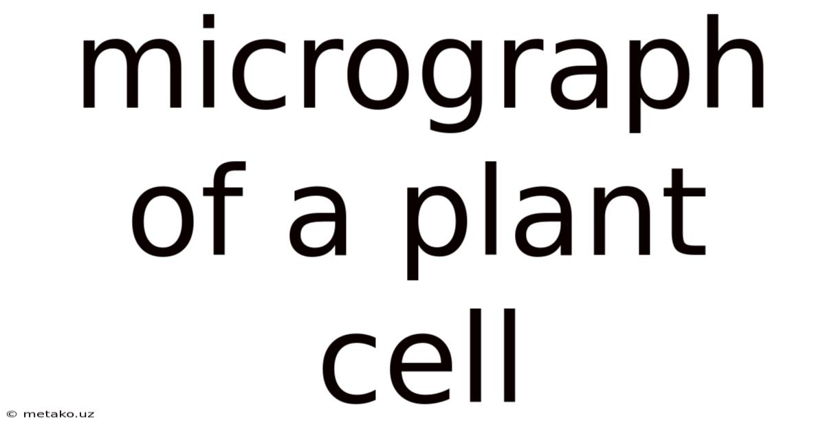 Micrograph Of A Plant Cell