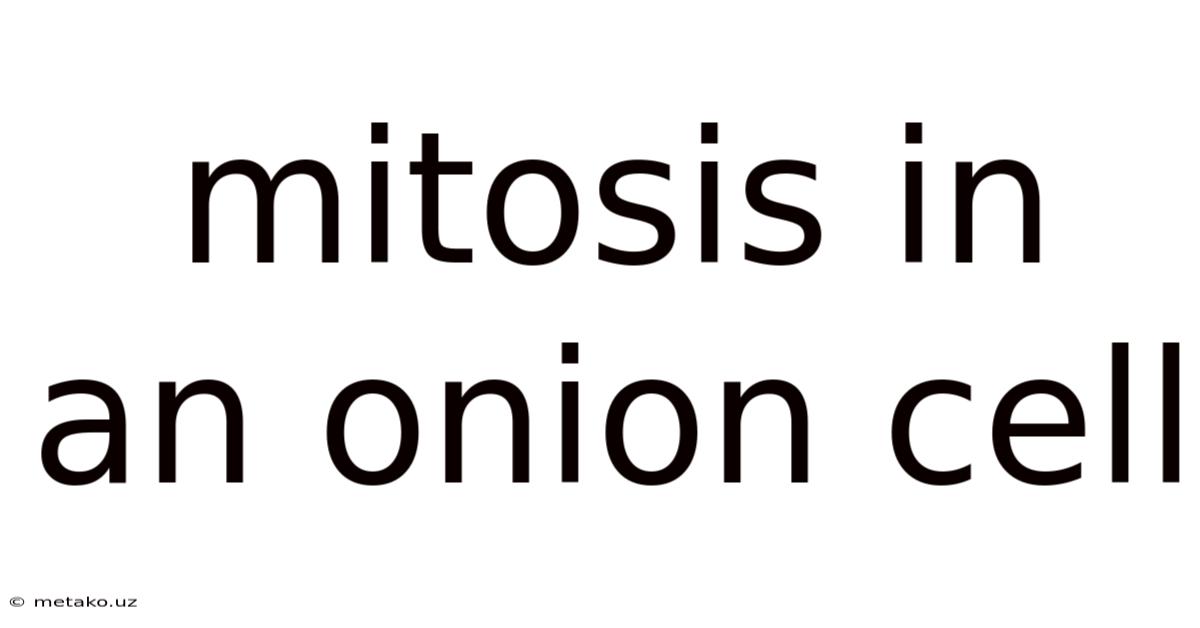 Mitosis In An Onion Cell