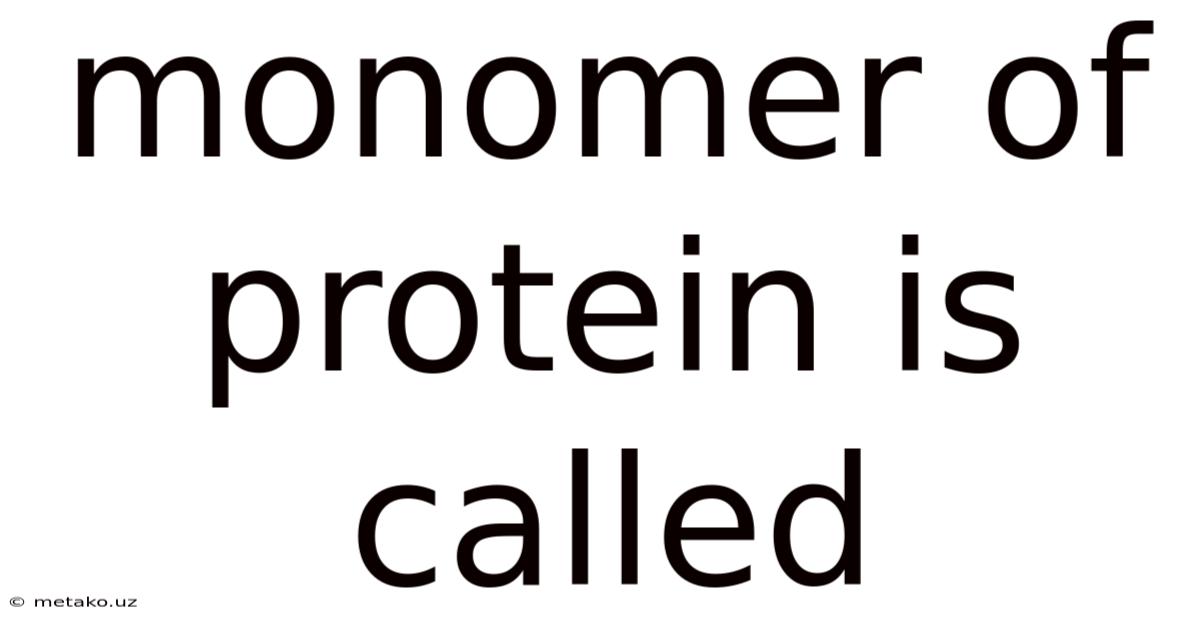Monomer Of Protein Is Called