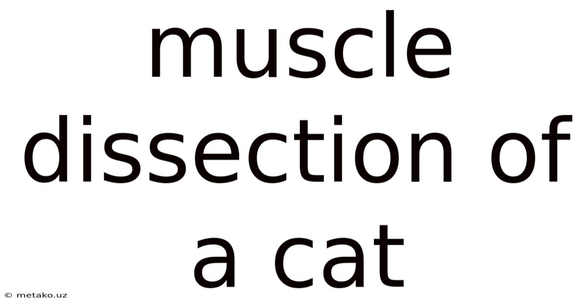 Muscle Dissection Of A Cat