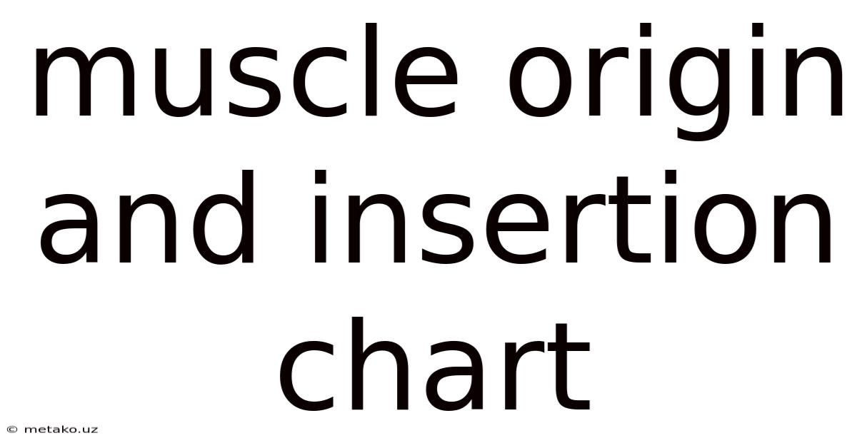 Muscle Origin And Insertion Chart