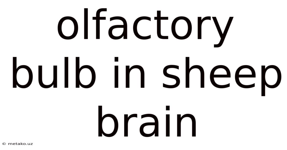 Olfactory Bulb In Sheep Brain