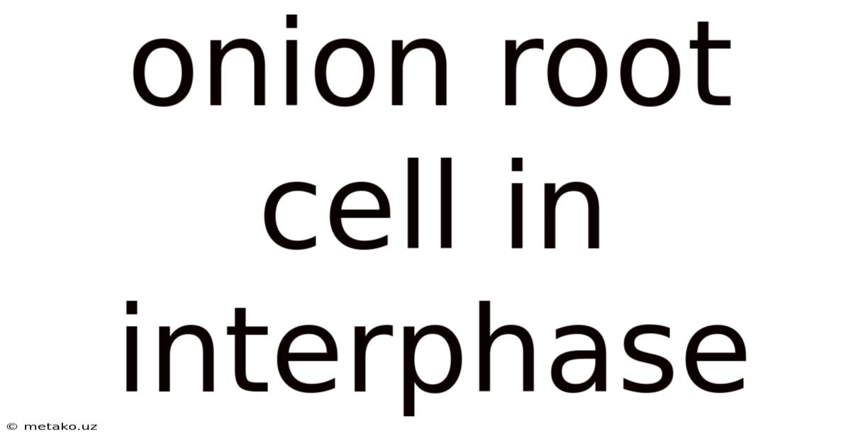Onion Root Cell In Interphase