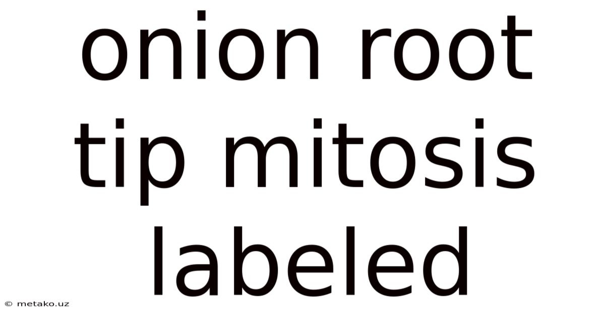 Onion Root Tip Mitosis Labeled