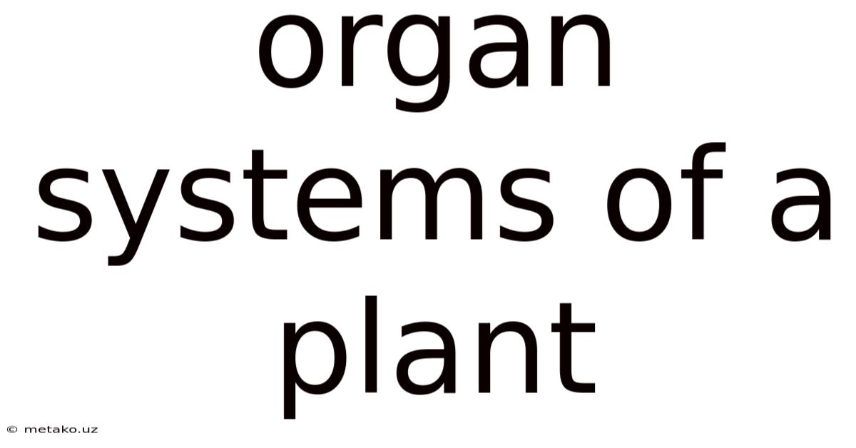 Organ Systems Of A Plant