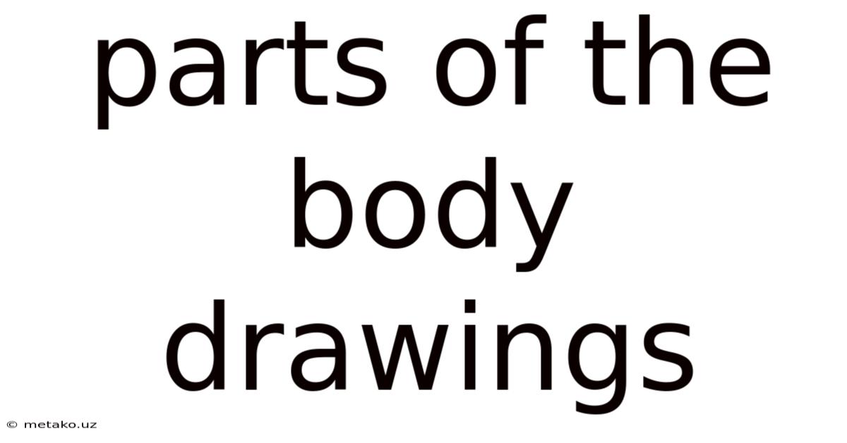 Parts Of The Body Drawings
