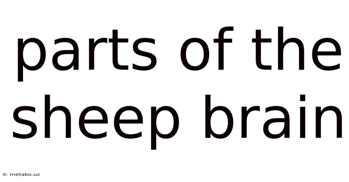 Parts Of The Sheep Brain