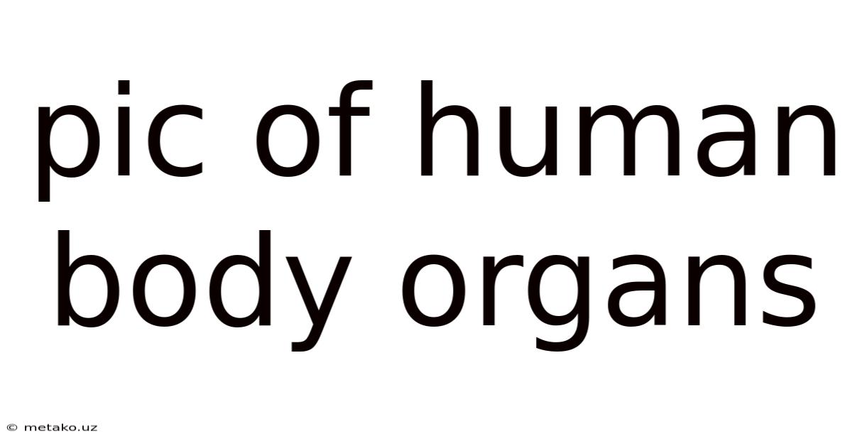 Pic Of Human Body Organs